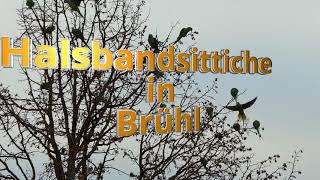 Halsbandsittiche in Brühl