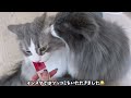 【一人暮らし】猫の咳は危険⚠️病院後のアフターケアが大変過ぎる