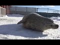 bouncy fat seal megközelítési videó