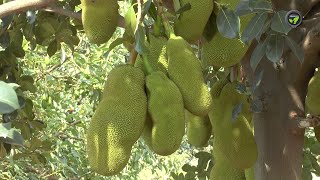 ಒಣಭೂಮಿಯಲ್ಲೂ ಸಮೃದ್ಧ ಹಲಸು | Jackfruit