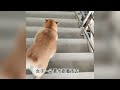 the dog mom take the kind person to see its five cute puppies and received heartwarming assistance