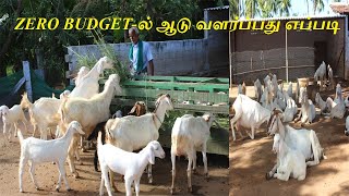 ZERO BUDGET-ல் ஆடு வளர்ப்பு 18 வருட  அனுபவம்