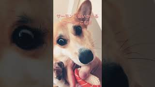 サーモンに襲いかかるコーギー #コーギー #こむぎ #犬 #犬動画