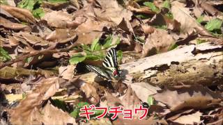 金沢市湯涌温泉ギフチョウ