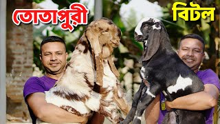 তোতাপুরী বিটল ছাগল সহ ক্রস বাচ্চা ছাগলের দাম জানুন Beetal Totapuri