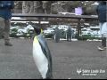 March of the penguins at Saint Louis Zoo