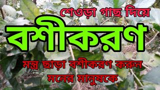 শেওড়া গাছ দিয়ে বশীকরণ