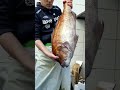 【怪物】ガチでヤバい❗️10キロ超えの素晴らしい真鯛 shorts fish 魚 @大将のギャンブル人生男道❗️