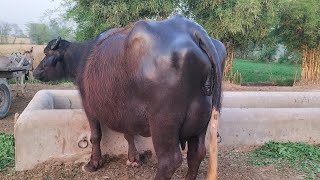 ظفرعلی بلوچ 404گ ب|2ٹاپ کلاس بھینسیں برائے فروخت07نومبر Pure Nili  Ravi Buffalo For Sale on Eitfaaq