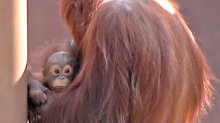 ホッピーちゃん(♂2020年10月30日生まれ)・オランウータン