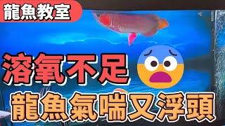 龍魚教室...龍魚氣喘 ! ! 浮頭