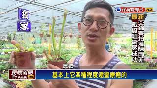 天氣熱蚊蟲多 食蟲植物買氣增3成－民視新聞