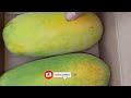 how to plant papaya in a pots to quickly bear fruit