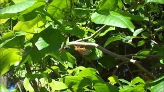 Cicada Mating Call