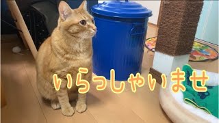 友達が遊びに来たら猫がこんな感じになりました