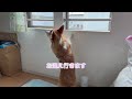 【vlog】飼い主の帰りを待つ犬が可愛すぎる【コーギー】【corgi】