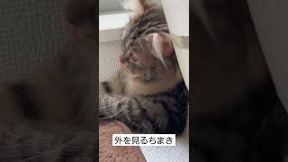 ニャルソック中のちまき #可愛い #サイベリアン #猫動画 #猫