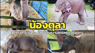 ส่องความน่ารัก “น้องตุลา” ลูกช้างป่าโขลงทิ้ง ที่วันนี้เป็นความสดใสคู่เขาสอยดาว