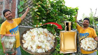 हमारे गांव में फूल से कैसे बनाते है Perfume- Homemade Natural Perfume/Organic perfume