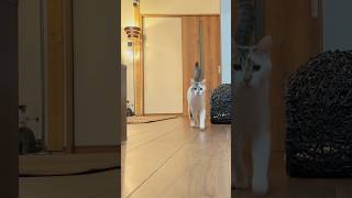 愛猫の小走りで飼い主のもとへ来るのがかわいすぎる　#shorts #猫 #愛猫 #猫は名前を呼んだら来る