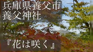 『花は咲く』 【2024.11.10 兵庫県養父市 養父神社 やぶ紅葉まつり】篠笛 篠笛演奏