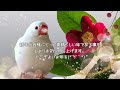 【白文鳥】年の瀬ですが、餅がてんかん発作を起こしました