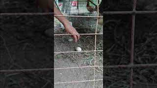 Picking some eggs for breakfast #egg #farmlife #shortvideo #shortviral