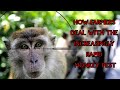 ☠️ Monyet si perusak | pest control monkey || Monkey Hunting #monkey