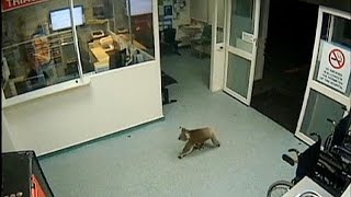 Koala pays late night visit to Australian hospital