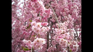 2023年【角館の桜】開花状況　4月18日