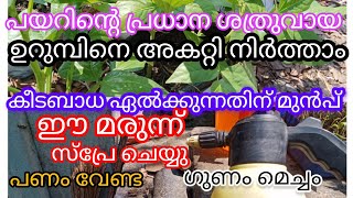 ഉറുമ്പുകൾ മുട്ടയിട്ടാൽ ആ ചെടി പിന്നെ നശിച്ചുപോകും അതിനുമുൻപ് മരുന്ന് ഉപയോഗിക്കു a1luckylifemedia