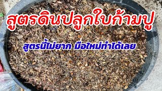 355/ สูตรดินปลูกใบก้ามปู ทำใช้เองประหยัดเงินไปได้เยอะ นำไปปลูกอะไรก็งาม ทำขายก็ร่ำรวย