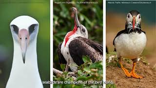 Seabirds: Champions of the Bird World
