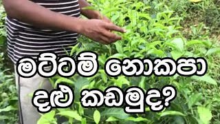 Tea Cultivation in Sri Lanka/Part 33/ මට්ටම් නොකපා දලු කඩමුද?