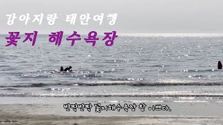 강아지랑 태안여행 ㅣ 꽃지해수욕장 ㅣ 그리고 생파