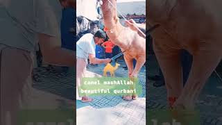Camel Qurbani 2023|| Camel Slaughter || Onth ki Qurbani #eid#qurbanicollection  #shorts #short