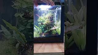 Matt & Armando Show Update on the Aquascape - Pendley's Plentiful Pets - Arizona Fish Rescue