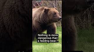 Hungry Grizzly Bear CHEWING on a fresh meal 🐻😳 #scary #wildlife #survival