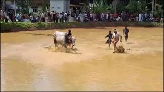 ചരിത്ര പ്രസിദ്ധമായ പുല്ലാളൂർ കാളപൂട്ട്