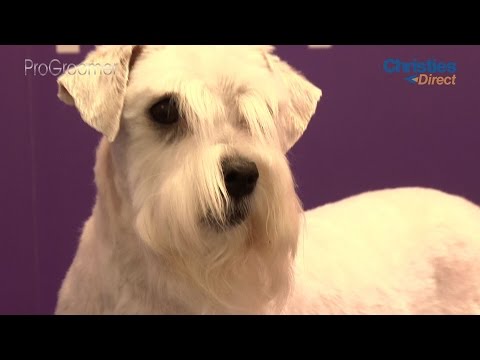 Grooming Guide - How to groom a dog that bites - Pro Groomer Grooming Guide - How to groom a dog that bites - Pro Groomer