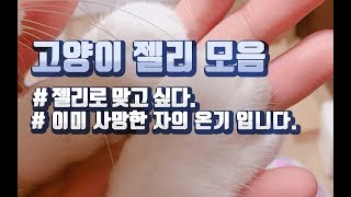 사랑스러운 고양이 발바닥 젤리 모음