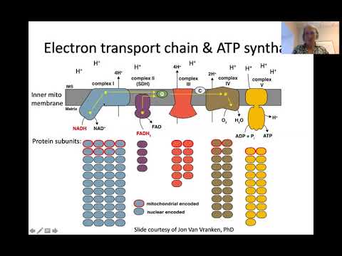 Big Picture Metabolism Overview - YouTube