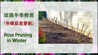 【养花·种菜】054 玫瑰冬季修剪（休眠后发芽前） Rose Pruning in Winter 玫瑰休眠后发芽前怎么剪？