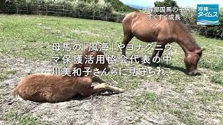 与那国馬の子馬　すくすく成長