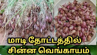 மாடித்தோட்டத்தில் சின்ன வெங்காய அறுவடை.