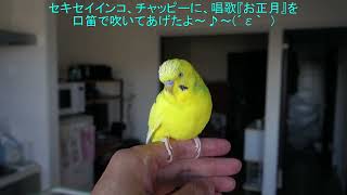 セキセイインコ、チャッピーに唱歌『お正月』を口笛を吹いてあげた　I whistled the song \