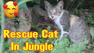 Rescue Homeless Kittens Were Abandoned By Inhuman In The Silent Jungle | Abandoned Animals TV