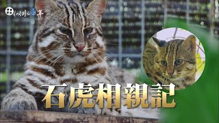 【似水華年】導讀 - 20210425 - 搶救石虎