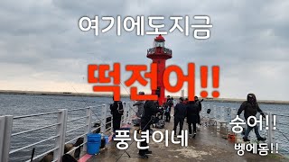 전어!숭어!떡전어! 풍년입니다~12월15일#포항낚시 #생활낚시 #바다낚시  숭어!벵에돔은덤!!