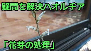 疑問を解決ハオルチア　「花芽の処理」　Haworthia